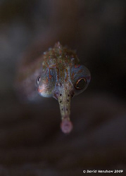 Portrait Study of Orange Spotted Pipefish (Looking Both W... by David Henshaw 